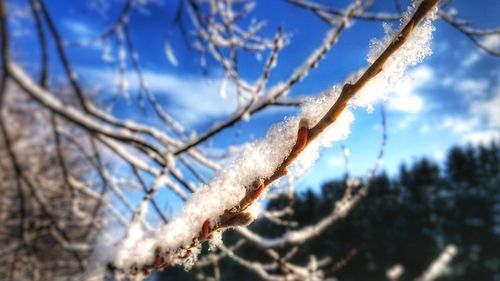 Close-up of frozen bare tree against sky