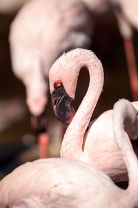 Pink lesser flamingo, phoeniconaias minor, in the middle of a flock in india