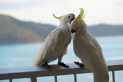 Cockatoos perching on railing