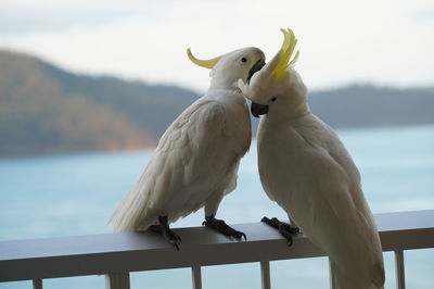 Birds perching on railing