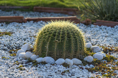 Close-up of succulent plant on field