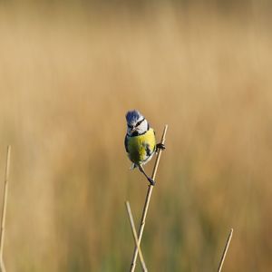 Close-up of bird perching on plant