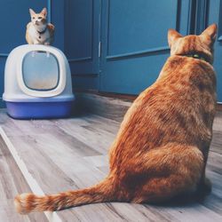 Cats sitting by doors