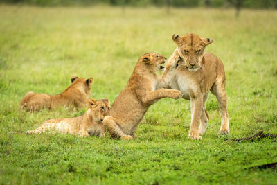 View of cats on field