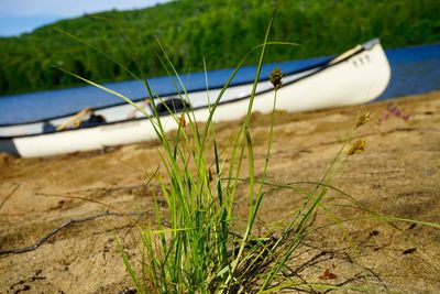 Close-up of grass by river against sky