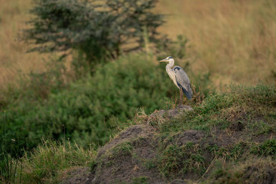 Grey heron on