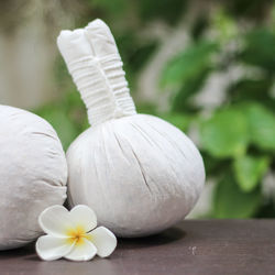 Close-up of white rose on table