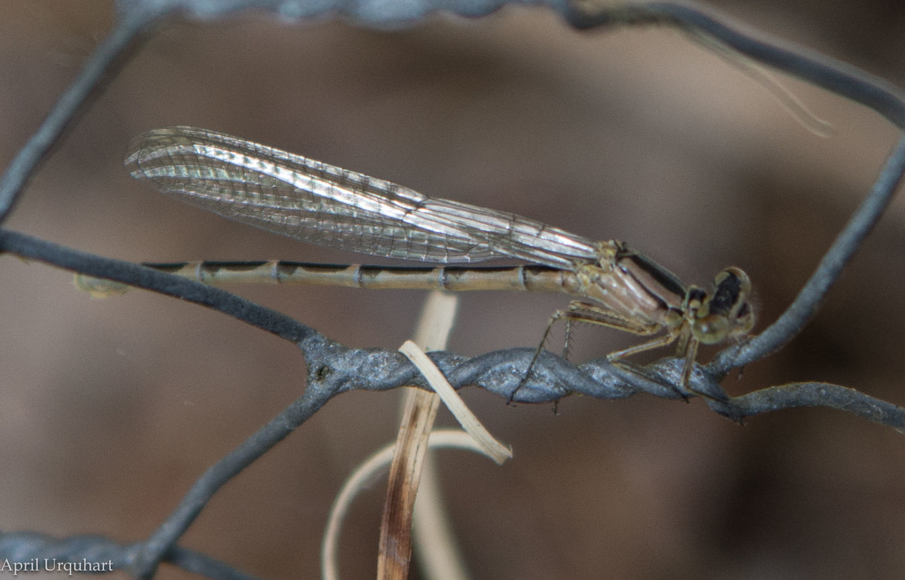 CLOSE-UP OF DAMSELFLY