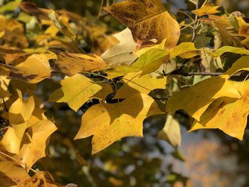 Close-up of butterfly on dry leaves