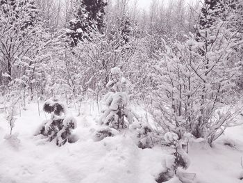 Snow on bare trees during winter