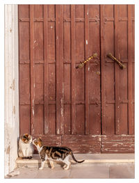 Cats in front of a door 