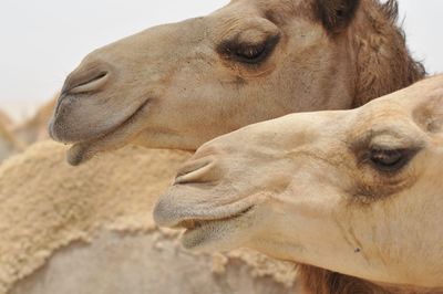 Close-up of a horse