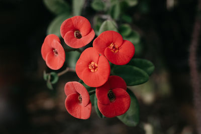 Close-up of red berries on plant