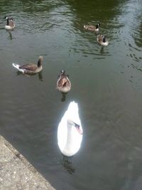 High angle view of ducks swimming in water