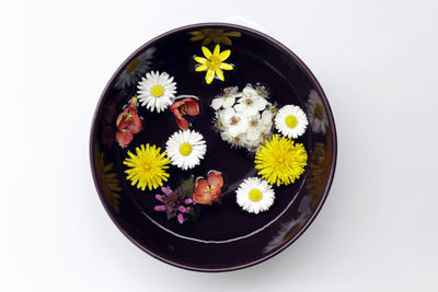 High angle view of potted plant against white background