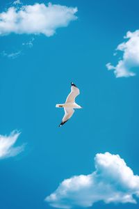 Low angle view of seagull flying in sky