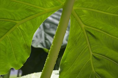 Close-up of green leaves