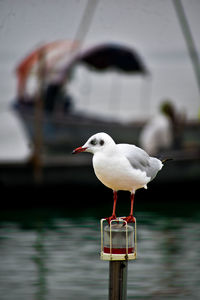 Seagull perching on wooden post