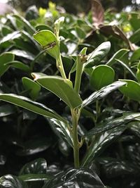 Close-up of fresh green plant