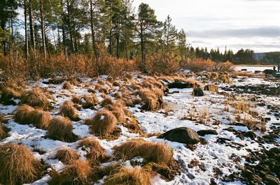 Scenic view of river stream in forest against sky