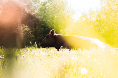 Horse in a field