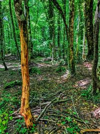 Trees growing in forest