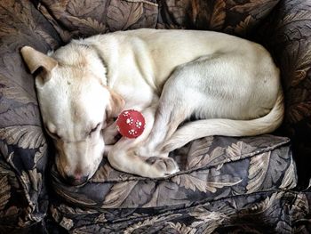 High angle view of dog sleeping