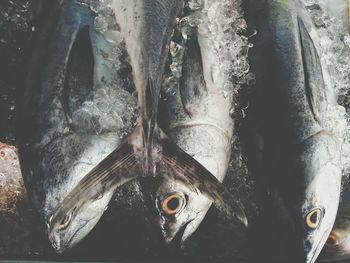 Directly above shot of fish for sale in market