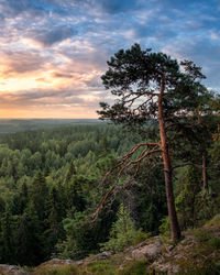 Pine trees in forest against sky