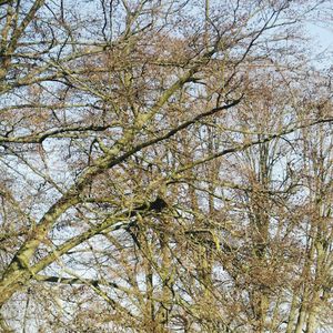 Low angle view of trees against sky