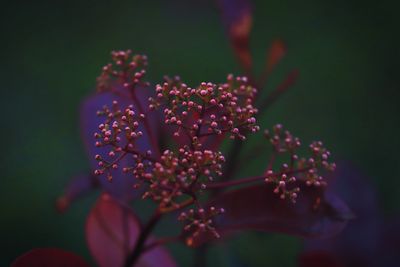 Close-up of red flowering plant