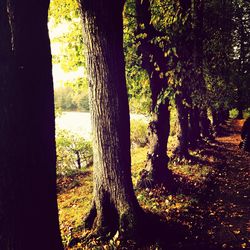 Trees growing on landscape