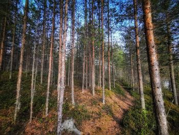 Panoramic shot of trees growing in forest