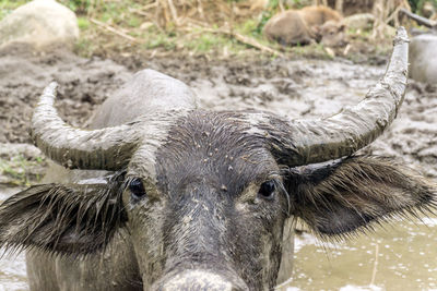 Portrait of an animal