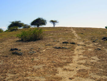 Trees on field against clear sky