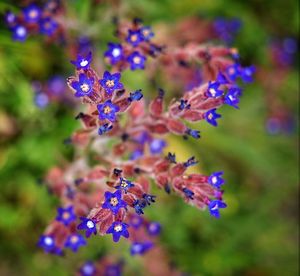 Close-up of purple flowers