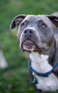 Close up of a pitbull puppy looking  up and patiently waiting 