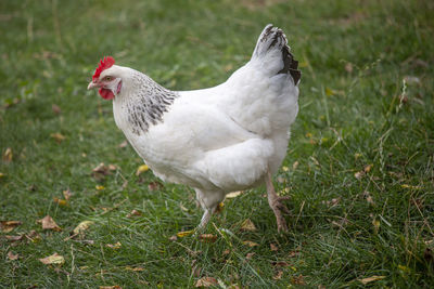 View of a bird on field