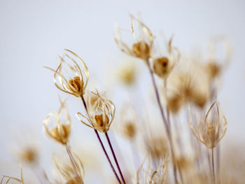 Close-up of wilted flowers on field