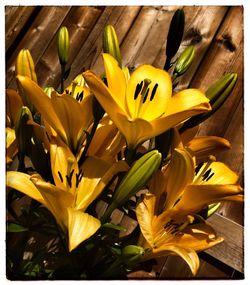 Close-up of yellow flowers