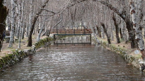 River amidst trees