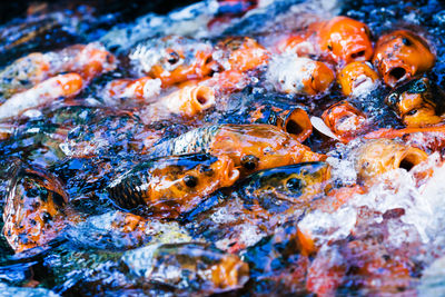 Close-up of koi carps swimming in pond