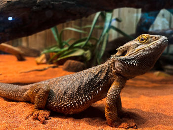 Central bearded dragon at the toronto zoo