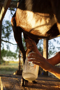 Cropped image of woman milking goat on farm