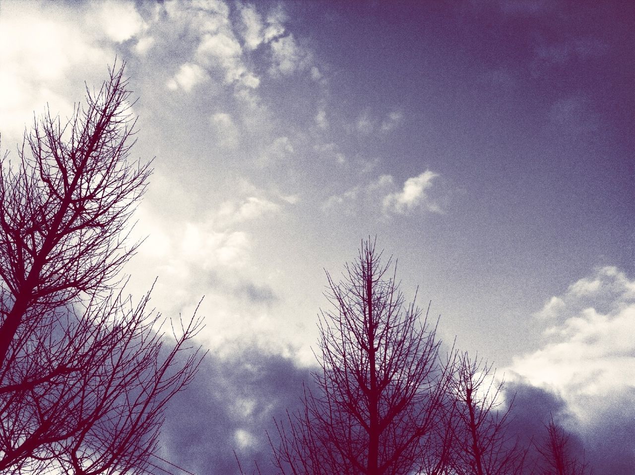 low angle view, tree, sky, bare tree, cloud - sky, silhouette, branch, beauty in nature, tranquility, nature, cloudy, scenics, cloud, tranquil scene, treetop, high section, outdoors, growth, blue, no people