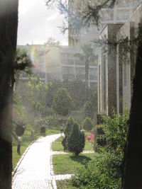 Close-up of tree by window during rainy season