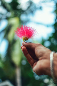 Close-up of hand holding pink flower