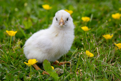 View of a bird on field