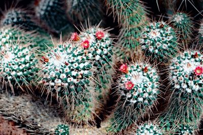 Full frame shot of succulent plant for sale