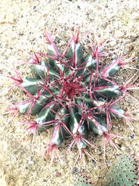 High angle view of cactus